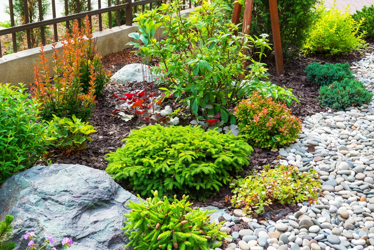 Lush garden bed with healthy shrubs, decorative stone border, and professionally maintained landscaping Lush garden bed with healthy shrubs, decorative stone border, and professionally maintained landscaping